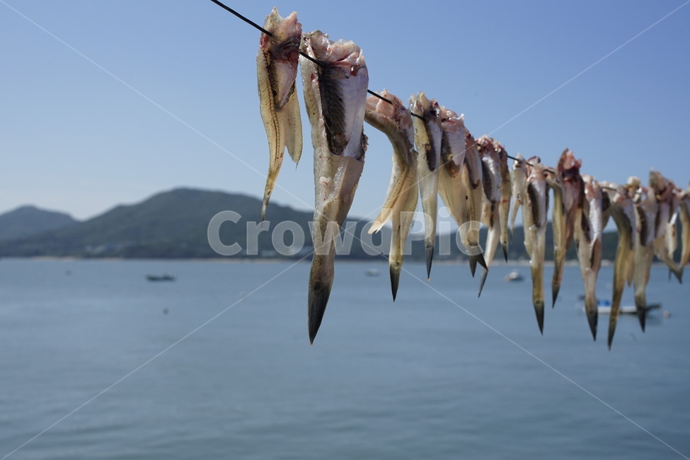 망둥어,바닷가,서해,낚시,건조