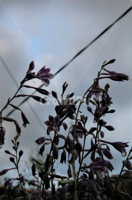 꽃,보라색꽃,보라색,먹구름,식물,식물,자연,plants,nature,꽃,flower