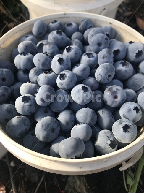 식품,food,과일,블루베리,blueberry,fruit
