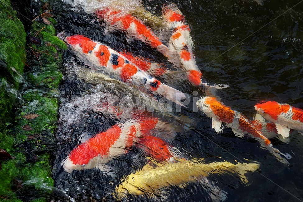 자연,잉어,연못,생물,어류,비단잉어,carp,breedcarp,동물,animal,어류,물고기,fish