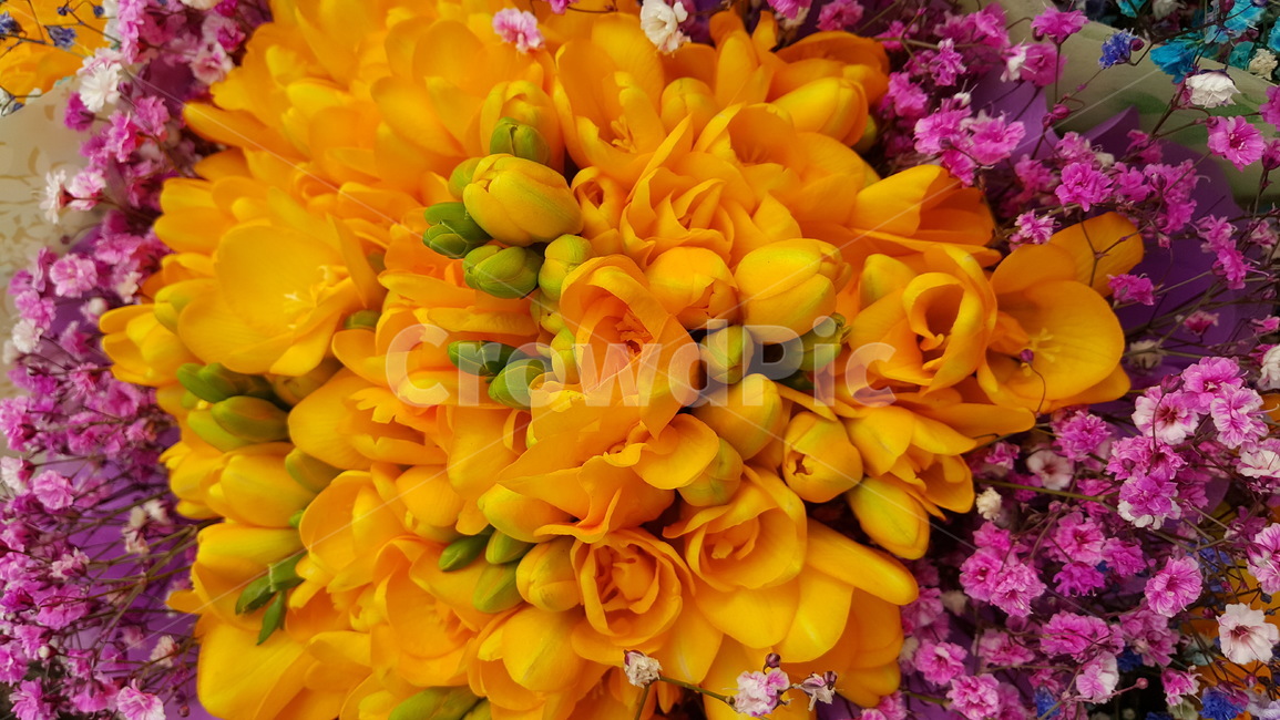 봄,꽃,식물,프리지아,spring,flower,식물,자연,plants,nature,꽃,flower