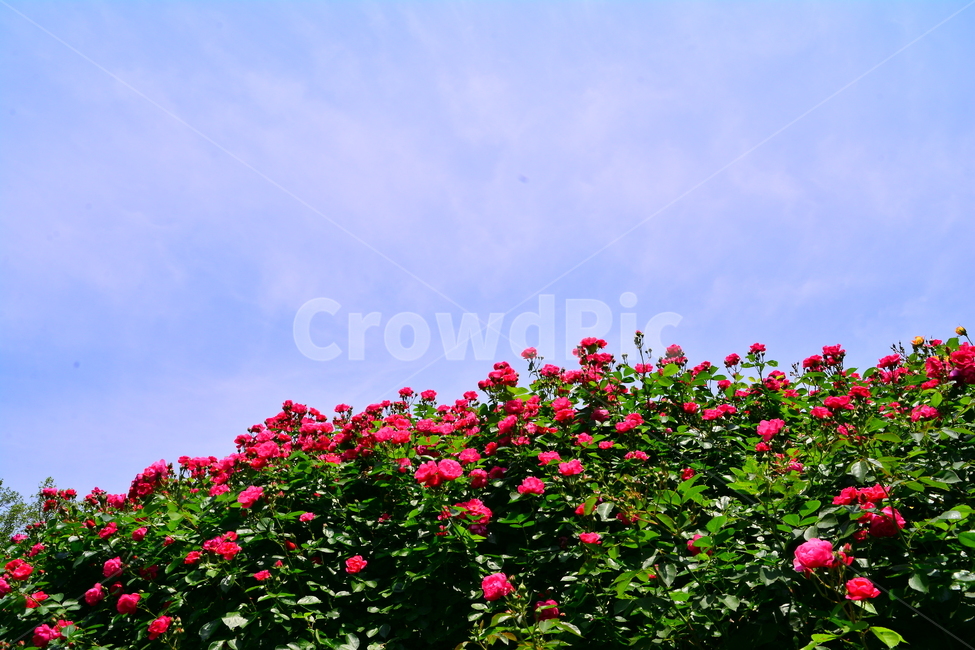 장미,장미꽃,로즈,꽃,아름다움,예쁜,플라워,데코레이션,꽃송이,꽃잎,feeling,rose,flowers,5월,계절의여왕,가시,가든,정원,앞뜰,장미원,장미축제,BEAUTIFUL,plant,garden,핑크색장미,분홍장미,pink,꽃밭,수많은,자연,풍경,nature,landscape,식물,plants,꽃,flower,blossom,geranium,제라늄