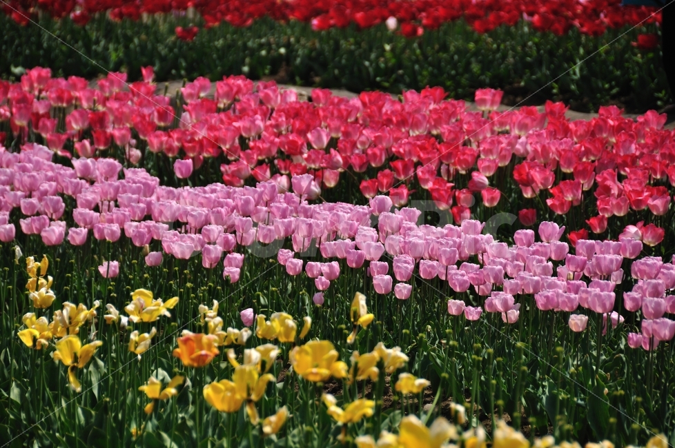 꽃,튤립,남해,봄,tulip,spring,자연,식물,봄,계절,spring,season,식물,자연,plants,nature,꽃,flower,plant
