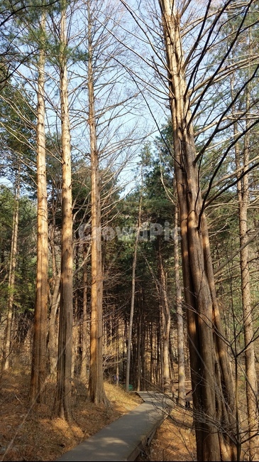 나무,tree,둘레길,나무들,나무길,자연,풍경,nature,landscape