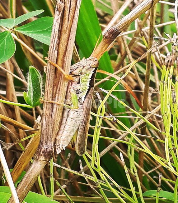메뚜기,곤충,orthoptera,insect,가을,절지동물