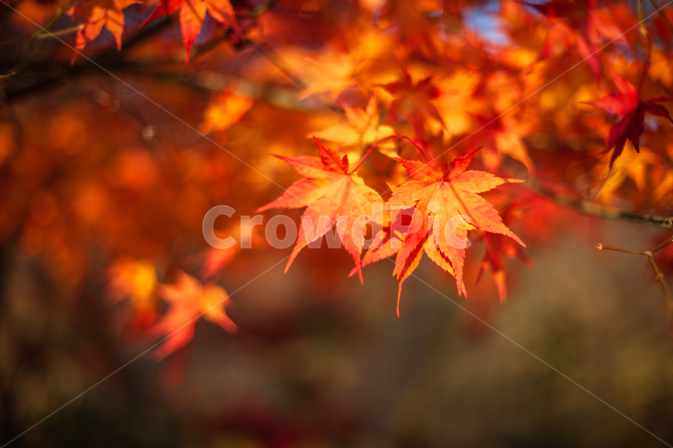 가을,단풍,단풍잎,단풍나무,나무,가을,계절,fall,autumn,season,leaf,잎,plant,식물,tree,maple