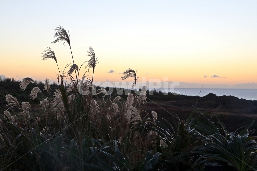 갈대,노을,저녁,자연,풍경,붉은노을,언덕,가을,계절,fall,autumn,season,자연,풍경,nature,landscape,식물,plants,grass,잔디,plant,lawn,reed