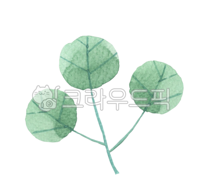 나뭇잎,유칼립투스,풀,풀입,꽃다발,보태니컬,수채화