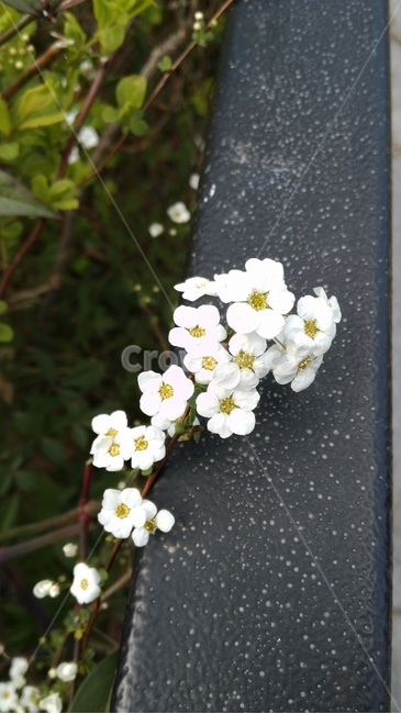 plant,식물,flower,blossom,꽃,geranium,제라늄