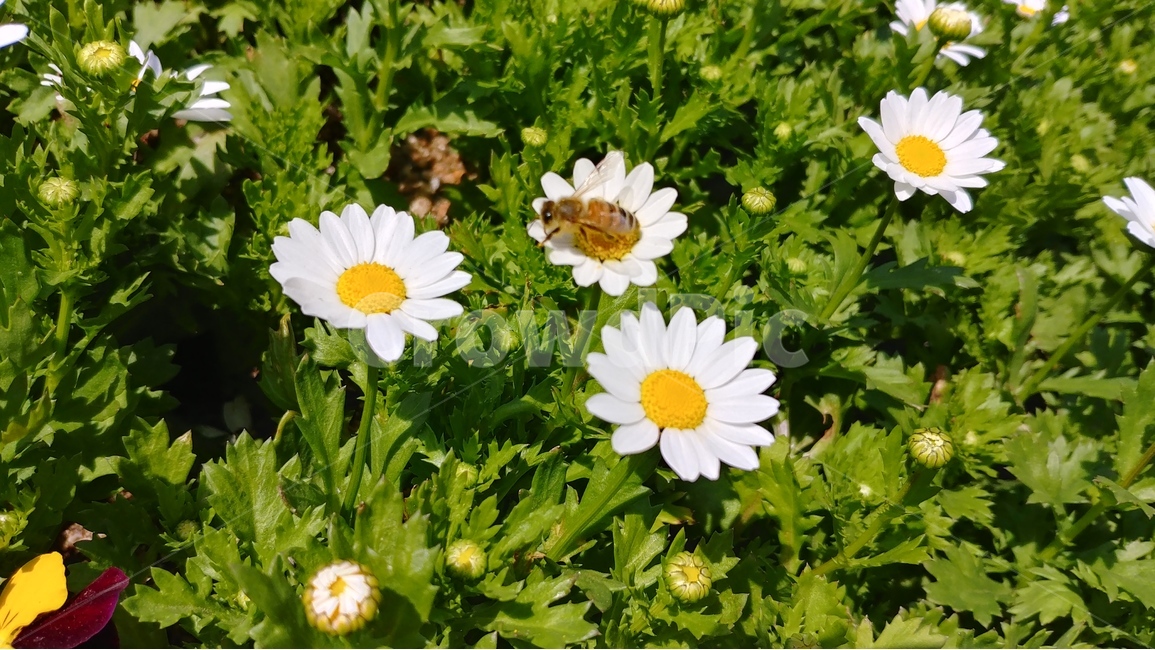 흰꽃,꽃,flower,spring,plants,nature,자연,봄,식물,식물,자연,plants,nature,꽃,flower,동물,animal,곤충,벌레,insect,bug