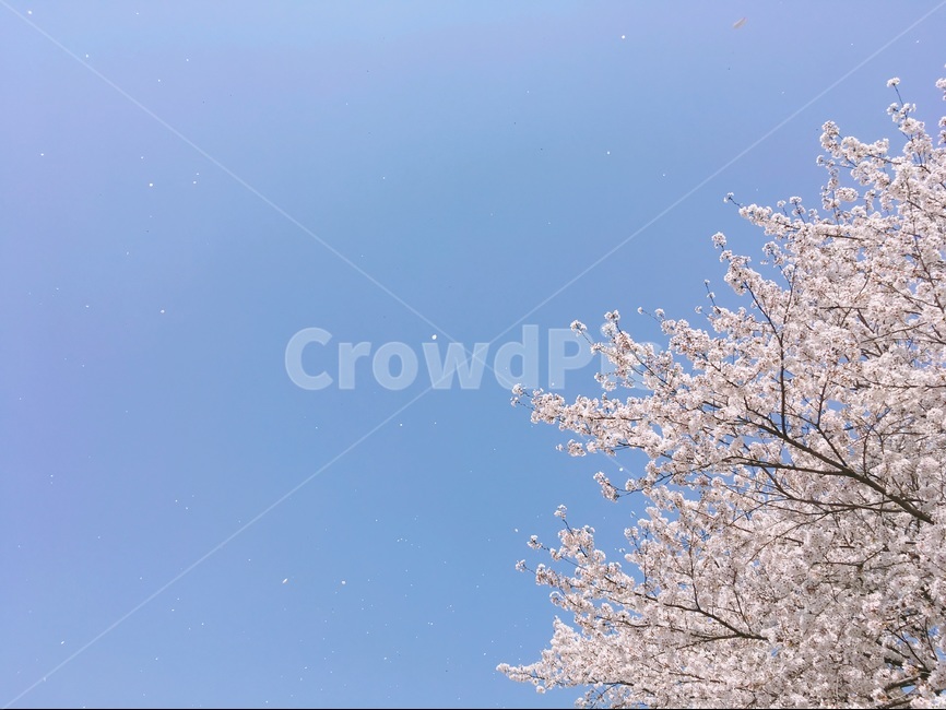 벚꽃,바람에날리는벚꽃,경주벚꽃,벚꽃나무,벚꽃잎,봄,계절,spring,season,식물,자연,plants,nature,꽃,flower,plant,blossom