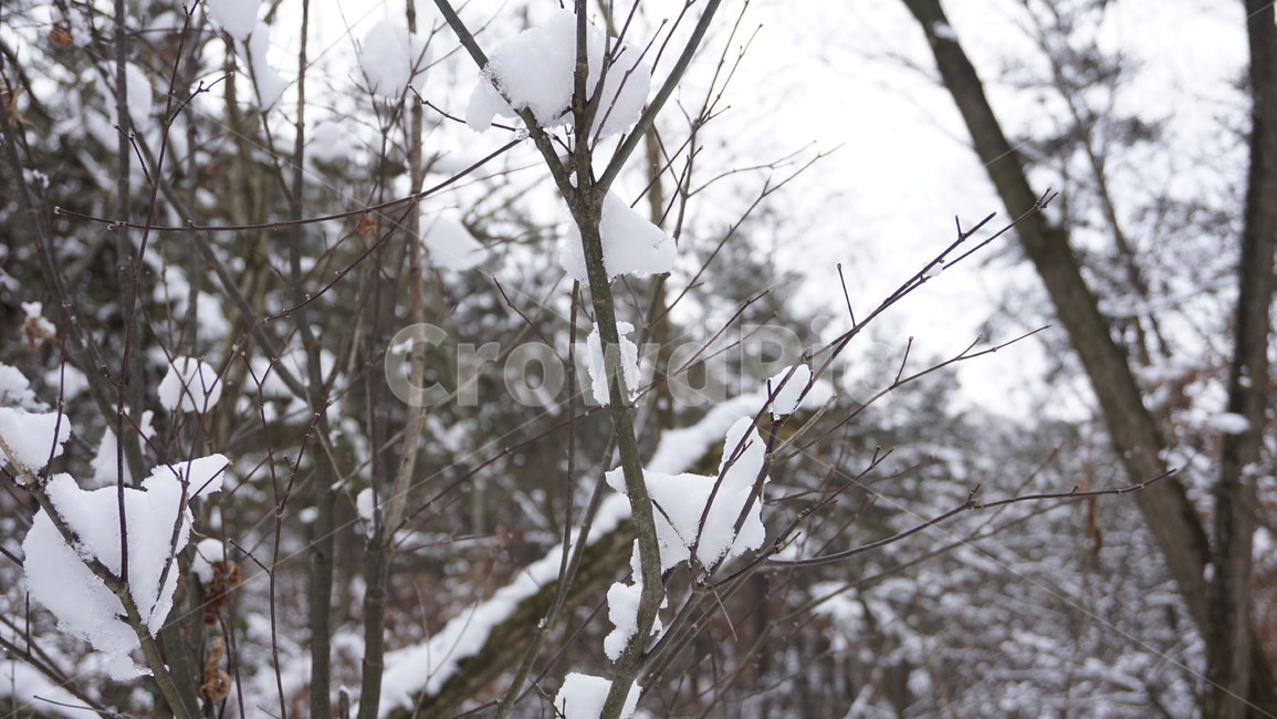 눈,나무,숲,겨울,나뭇가지,자연,풍경,nature,landscape,outdoors,옥외,snow