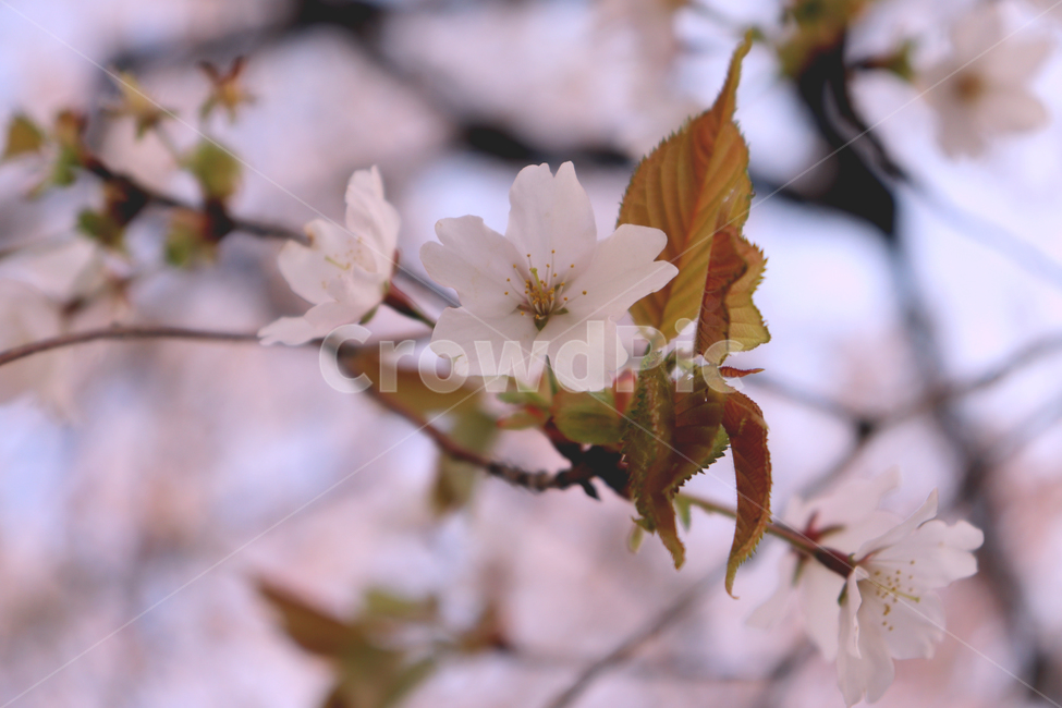 꽃,벚꽃,cherryblossoms,공원,핑크,picnic,벚꽃축제