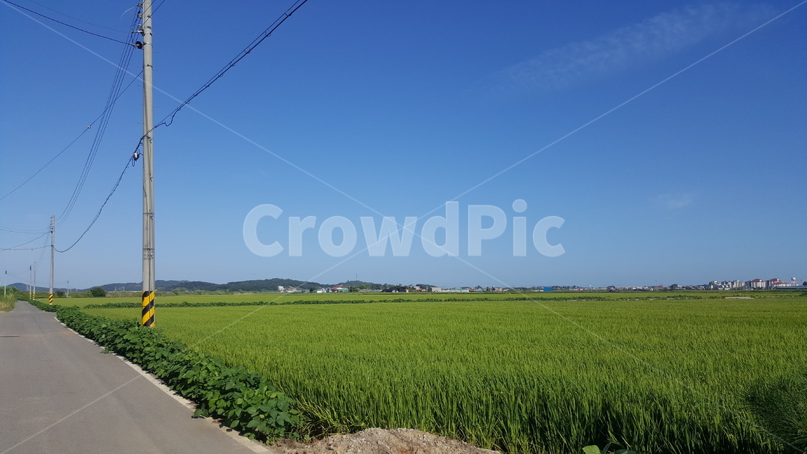 field,들,grassland,목초지,자연,nature,옥외,outdoors,논,도로,시골,마을,풍경,landscape,country,rural,town,농업,농사,agriculture,farming,farming industry