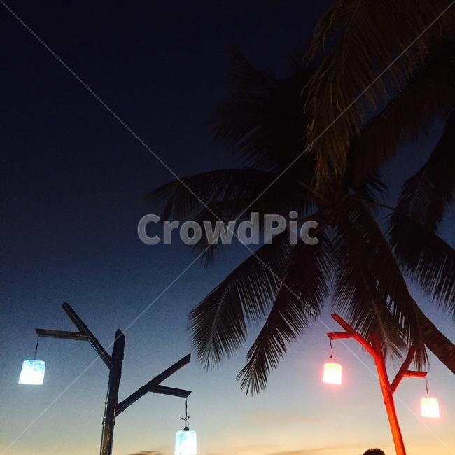 배경,풍경,밤,야자수,바다,야경,밤,풍경,nightscape,night,landscape,tree,나무,palm tree,plant,식물,arecaceae,Arecaceae