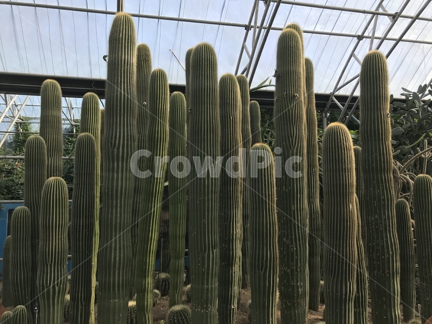 제주선인장,제주도식물원,선인장,제주도선인장,키큰선인장,선인장군락,식물,자연,plants,nature