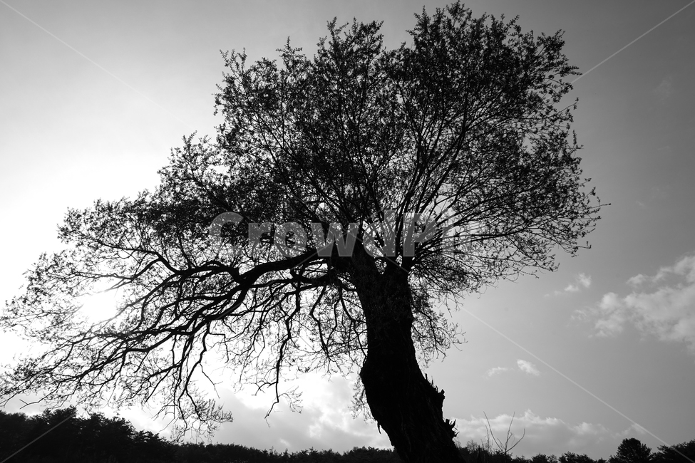 나무,나무나이,노수,멋있는나무,외로움,식물,자연,plants,nature,나무,trees,wood,흑백,모노톤,monochrome,black and white