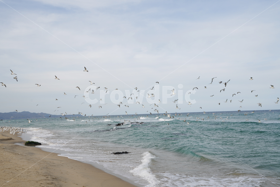 대진,해수욕장,파도,동물,flock,ocean,nature,바다,sea,물,water,대양,자연,outdoors,옥외,bird,새,beach,갈매기,해변,바다,beach,sea