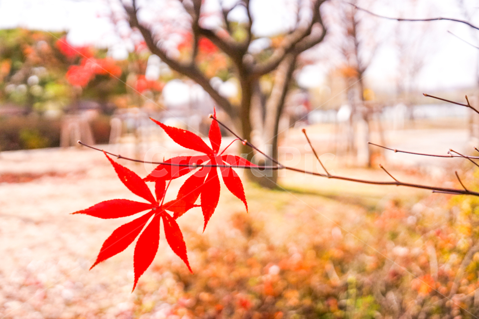가을,단풍,빨강,잎,잎새,자연,식물,나무,계절,감성,가을,계절,fall,autumn,season,식물,자연,plants,nature,나무,trees,wood,leaf,plant,tree