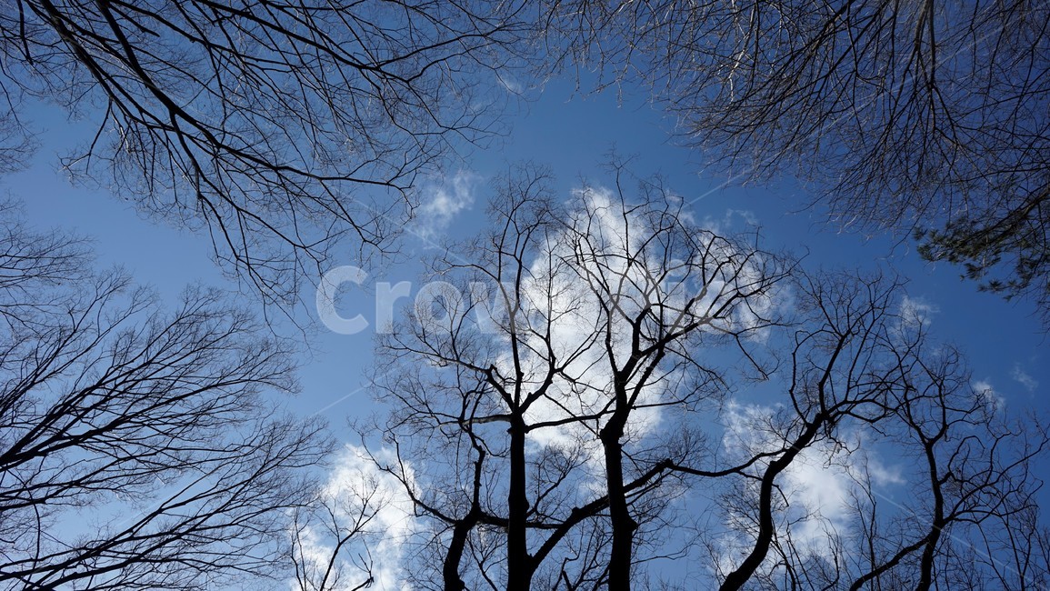나무,겨울,자연,하늘,파란하늘,계절,나무가지,tree,sky,nature,winter,bluesky,branch,season,solitary,외로움,추위,꽃샘추위,숲,미세먼지없는,실루엣,겨울하늘,앙상한가지,겨울,계절,winter,season,식물,자연,plants,nature,나무,trees,wood