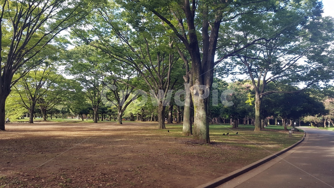나무,tree,plant,공원,한적함,평화로움,조용함,나무,trees,wood