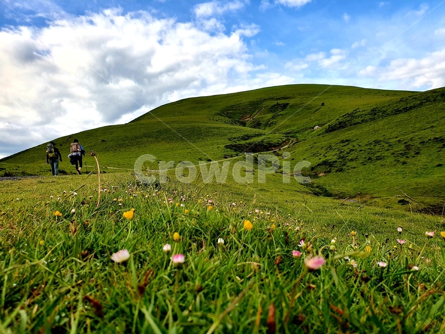 까미노,산티아고,순례자의길,풍경,피레네산맥,들꽃,camino,santiago,caminodesantiago,pilgrim,landscape,pyrenees,mountainrange,wildflower