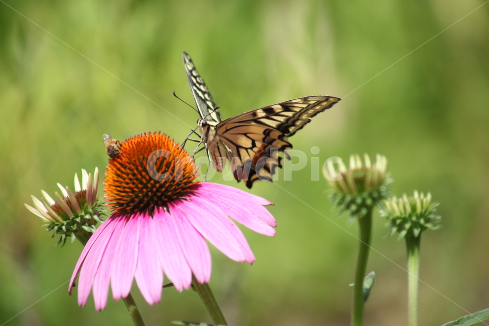 에키네시아,나비,호랑나비,echinacea,swallowtailbutterfly,식물,자연,plants,nature,꽃,flower,곤충,벌레,insect,bug