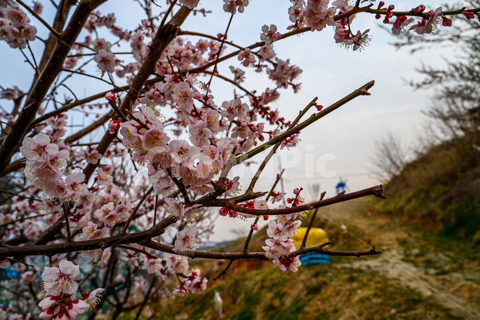 벚꽃,cherryblossom,blossom,꽃,flower,식물,plant,식물,자연,plants,nature,꽃,flower