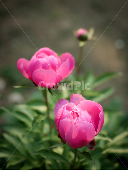 작약,작약꽃,꽃,식물,분홍꽃,식물,자연,plants,nature,꽃,flower