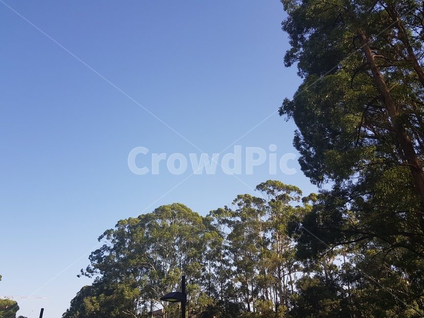 나무,하늘,하늘색,탁트인,trees,tree,sky
