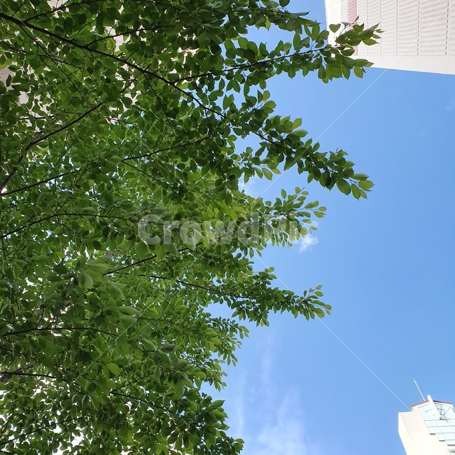 하늘,나무,풀,sky,나무와하늘,화창함,날씨좋음