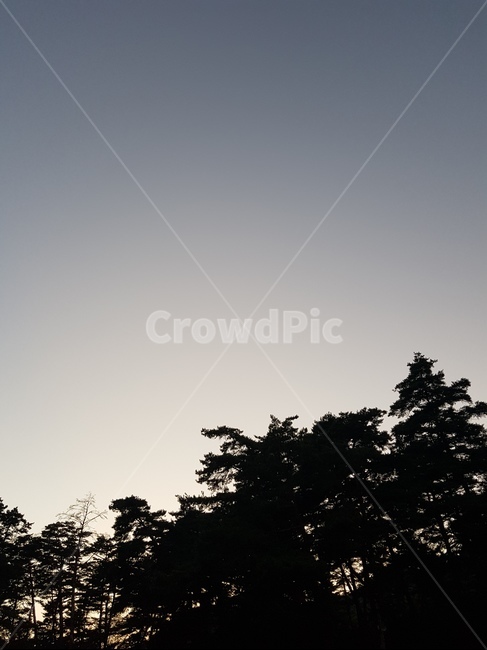 하늘,오후,나무,자연,풍경,그레이,자연,풍경,nature,landscape,silhouette,실루엣
