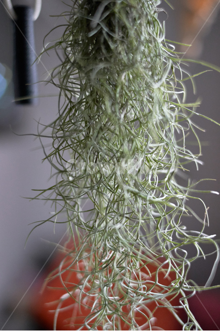 틸란드시아,푸른,녹색,밤,분위기,편안한,comfort,green,tilandsia,실내용화초,화분,화초,house plant