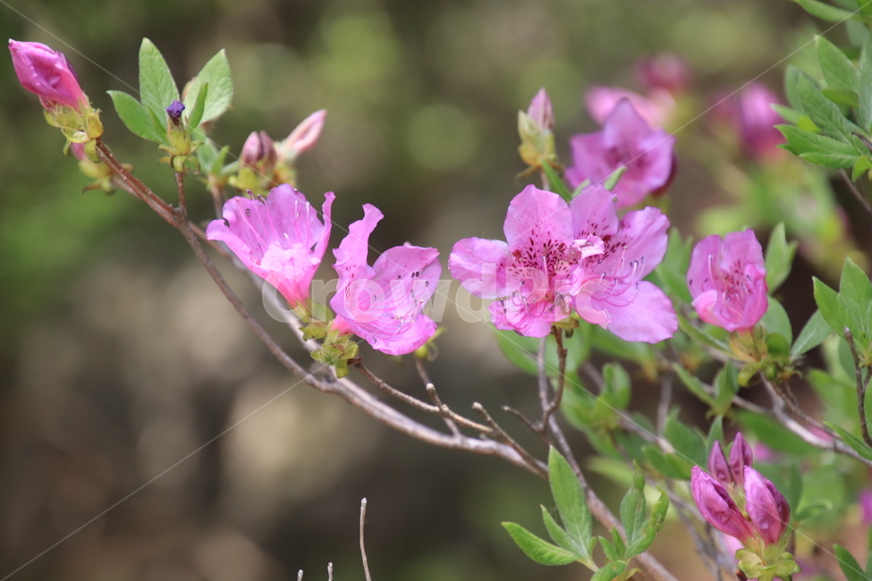 식물,나무,꽃,철쭉,봄,식물,자연,plants,nature,꽃,flower