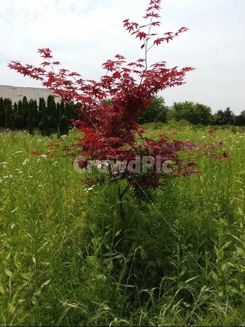 단풍나무,정원수,조경목,단풍나무과,낙엽활엽교목,무환자나무목,홍단풍,꽃단풍,아기단풍