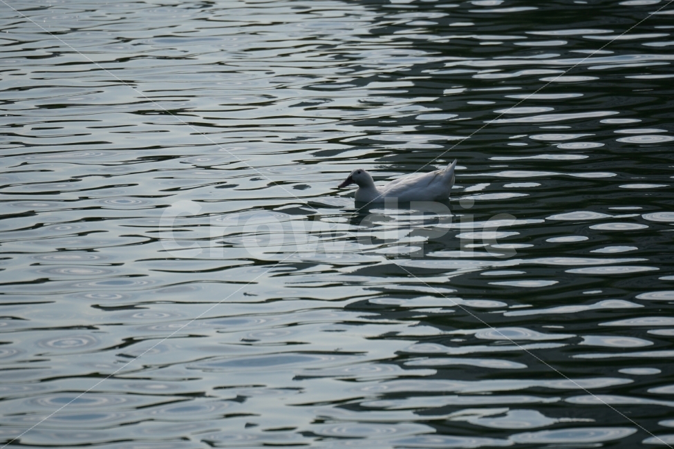 오리,백조,새,조류,동물,호수,강,자연,nature,bird,duck,lake,river,animal,헤엄,수영,swim,swan,스완,물,water,물결,감성,감성사진,스냅,스냅사진,snap,snapshot,풍경,landscape,고니,한국자연,korea,석촌호수,서울,seoul,코리아,동물,animal,조류,새,birds