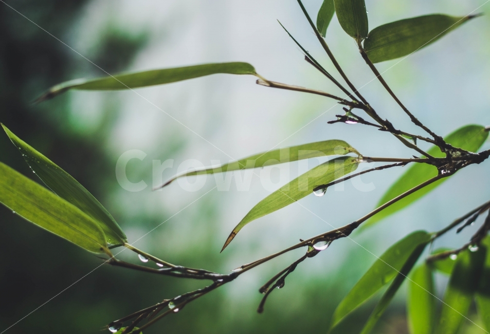 자연,nature,식물,plant,비,풍경,초록,green,감성,따뜻,아련,식물,자연,plants,nature,감성,sensible,feeling