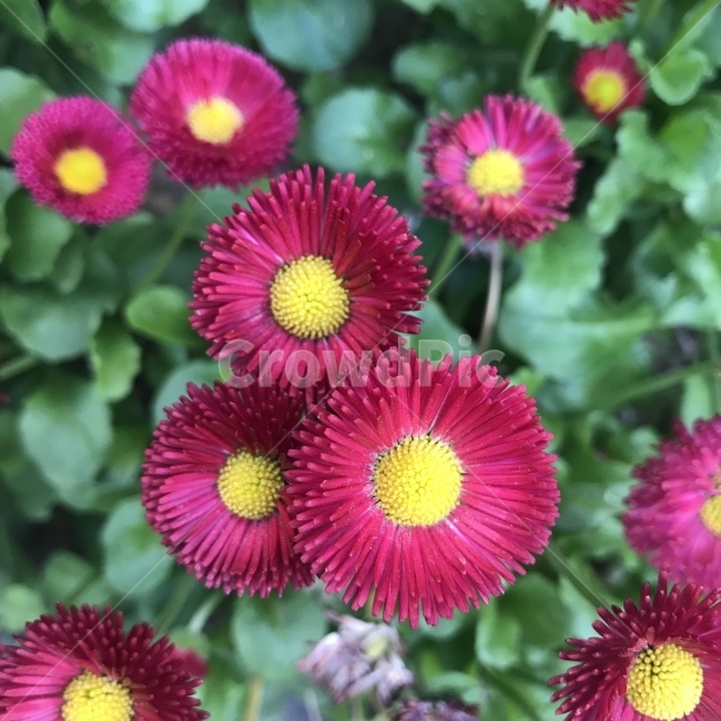 잉글리쉬데이지,데이지,Daisy,EnglishDaisy,국화과,여러해살이풀,벨데스,숲의요정,붉은꽃,화단용,분화,식용,원예화,식물,꽃,Flower,식물,자연,plants,nature,꽃,flower