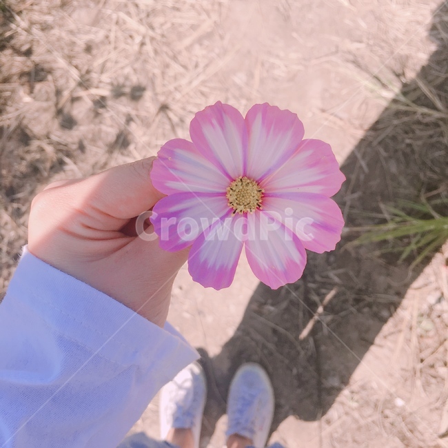 코스모스,가을,꽃,자연,꽃을든,화목,희망,따뜻,식물,분위기,plants,cosmos,flower,fall,nature