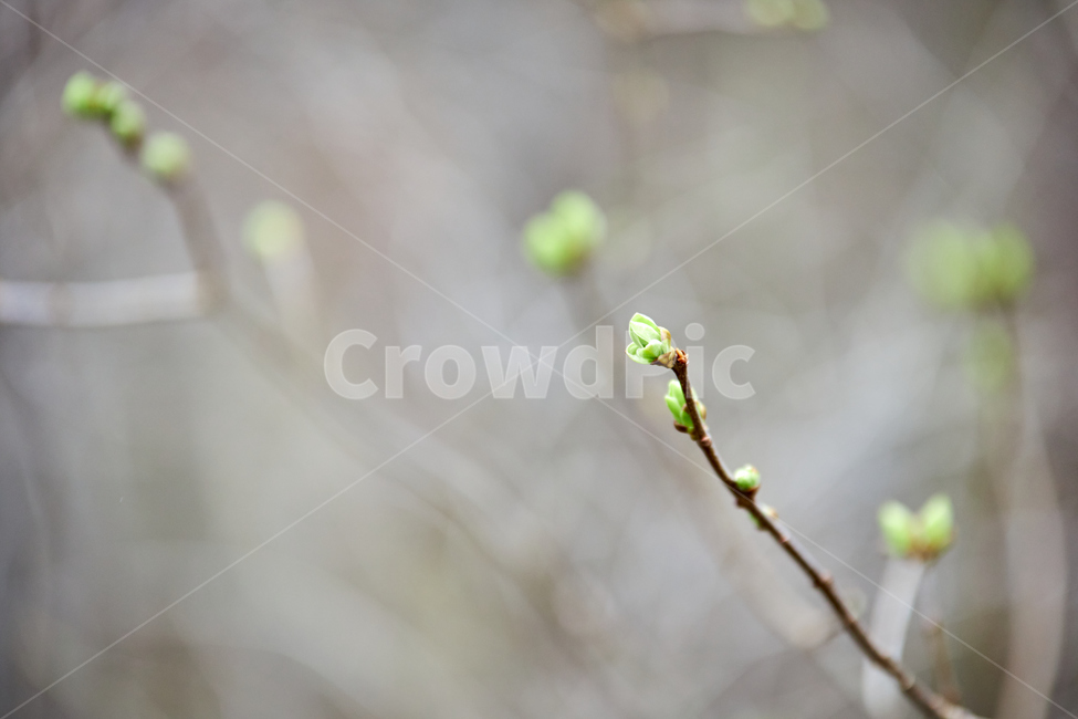 sprout,새싹,bud,싹,plant,식물,새순,나무,나뭇가지,봄,연두색,이른봄,spring,감성사진,감성샷,초봄,봄나무
