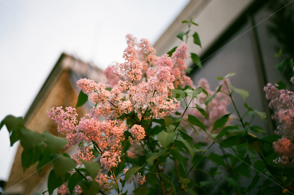 plant,식물,꽃,flower,pink,green,꽃,flower