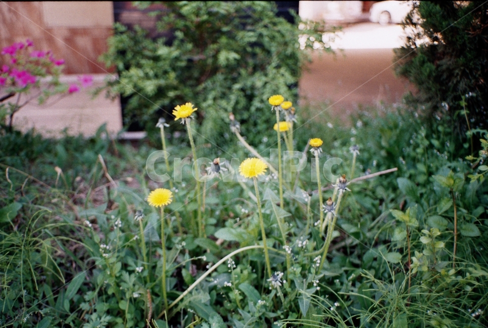 민들레,꽃,풀,희망,노랑꽃,필름,식물,자연,plants,nature,꽃,flower