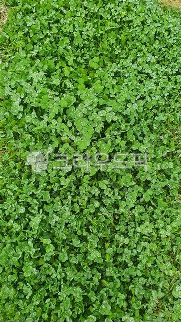 vegetation,초목,행운,네잎클로버,꽃말,야생화,초록색,식물,자연,토끼풀