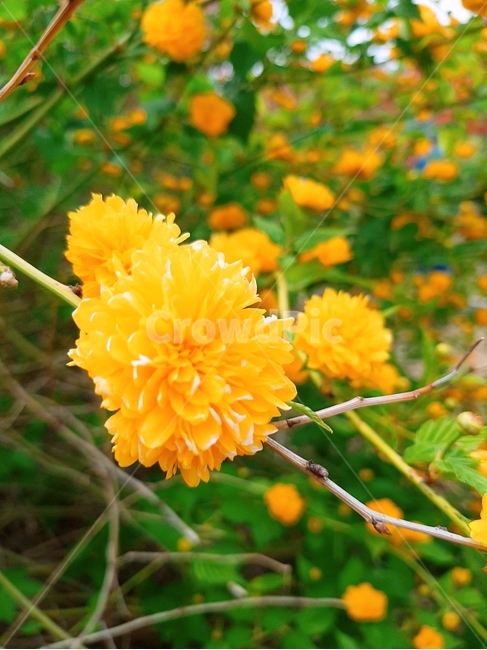 꽃,봄,blossom,plant,노랑,식물,자연,plants,nature,꽃,flower