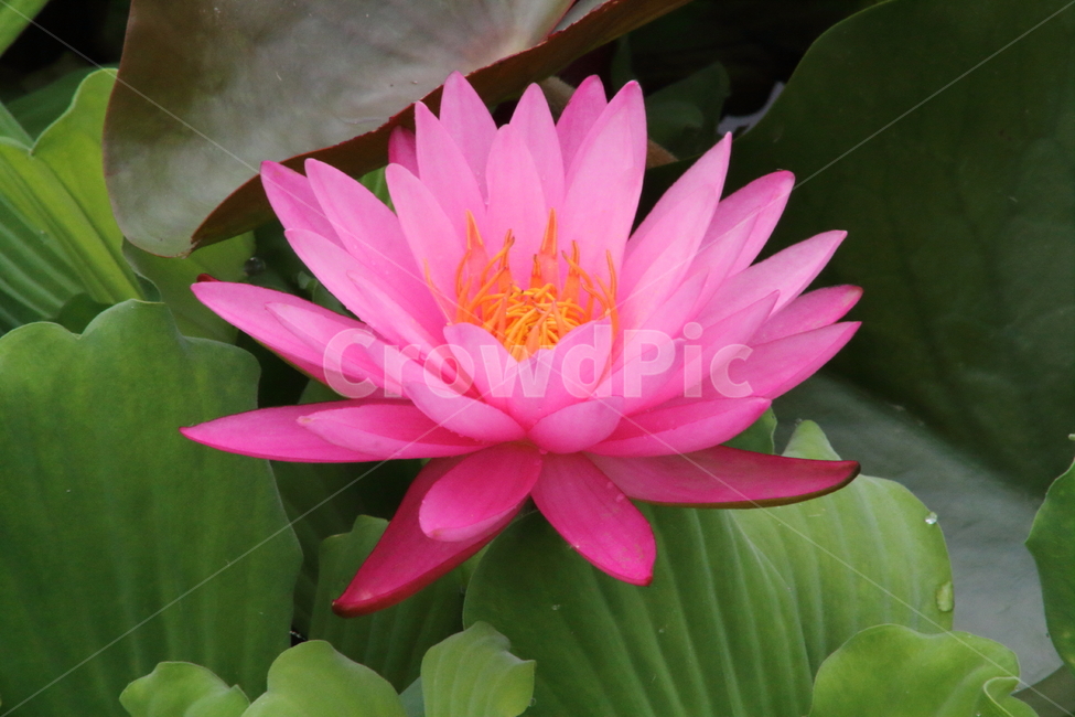 연,수련,꽃,식물,waterlily,식물,자연,plants,nature,꽃,flower
