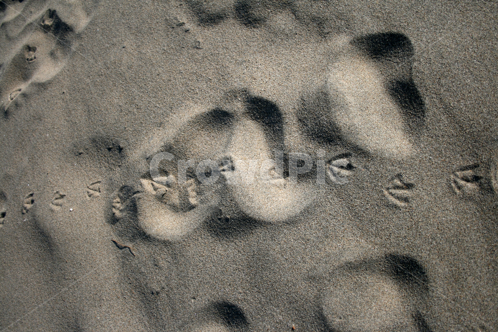 모래,모래사장,발자국,새,해변,해변,바다,beach,sea