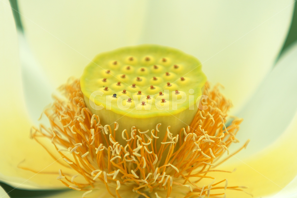 연꽃,여름,매크로,lotus,연꽃잎,식물,자연,plants,nature,꽃,flower