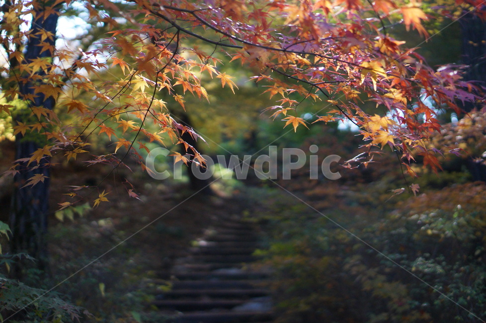 가을,단풍,나무,풍경,빨강,낮,햇빛,leaf,잎,plant,식물,tree
