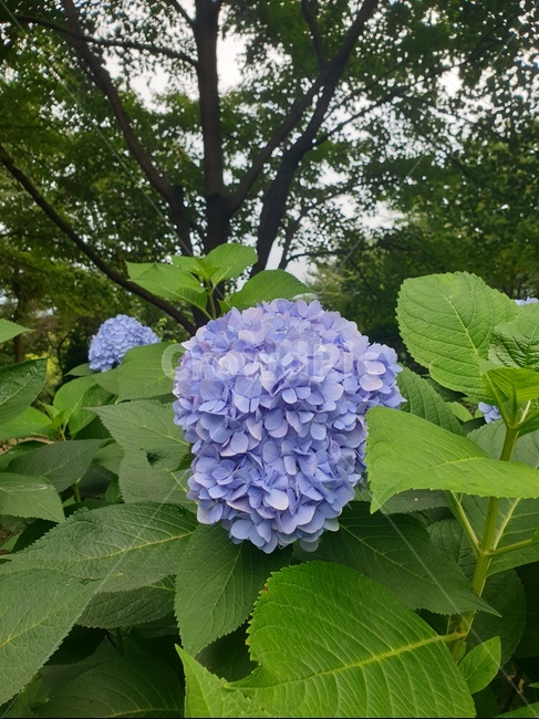 수국,꽃,보라색,식물,자연