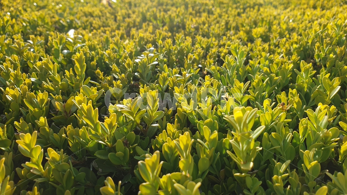 풀,초록색,그린,잡초,잔디,꽃,잎,잎파리,자연,감성,배경,green,lightgreen,tree,자연화,폰배경,우리나라,한국,흙